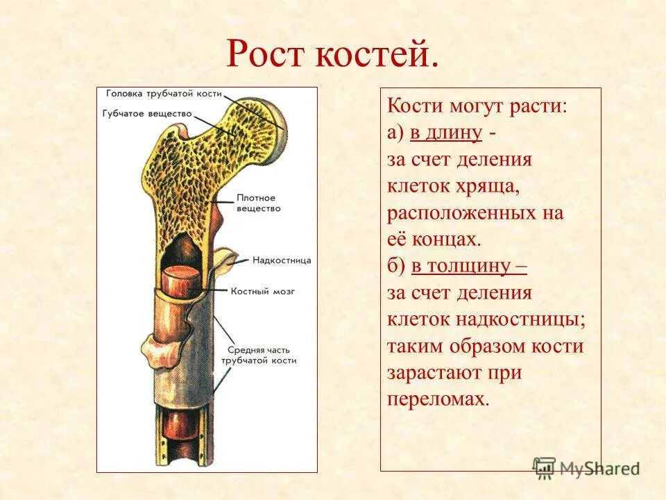 На рисунке изображено строение кости. Строение и рост кости. Рост костей в длину и толщину анатомия. Строение кости рост костей. Макроскопическое строение костей человека.