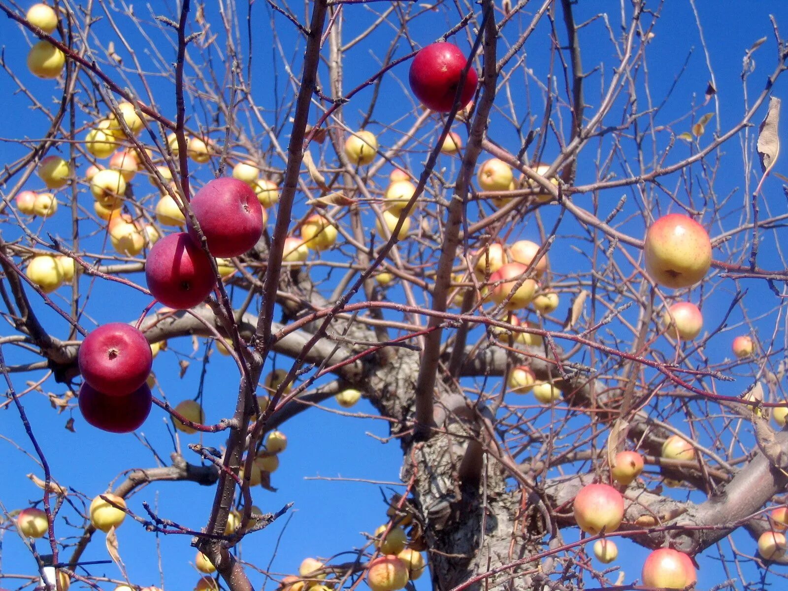 Редкие фруктовые деревья. Привитые многосортовые плодовые деревья. Яблоня дичка. Привить яблоню. Яблоки на дереве.