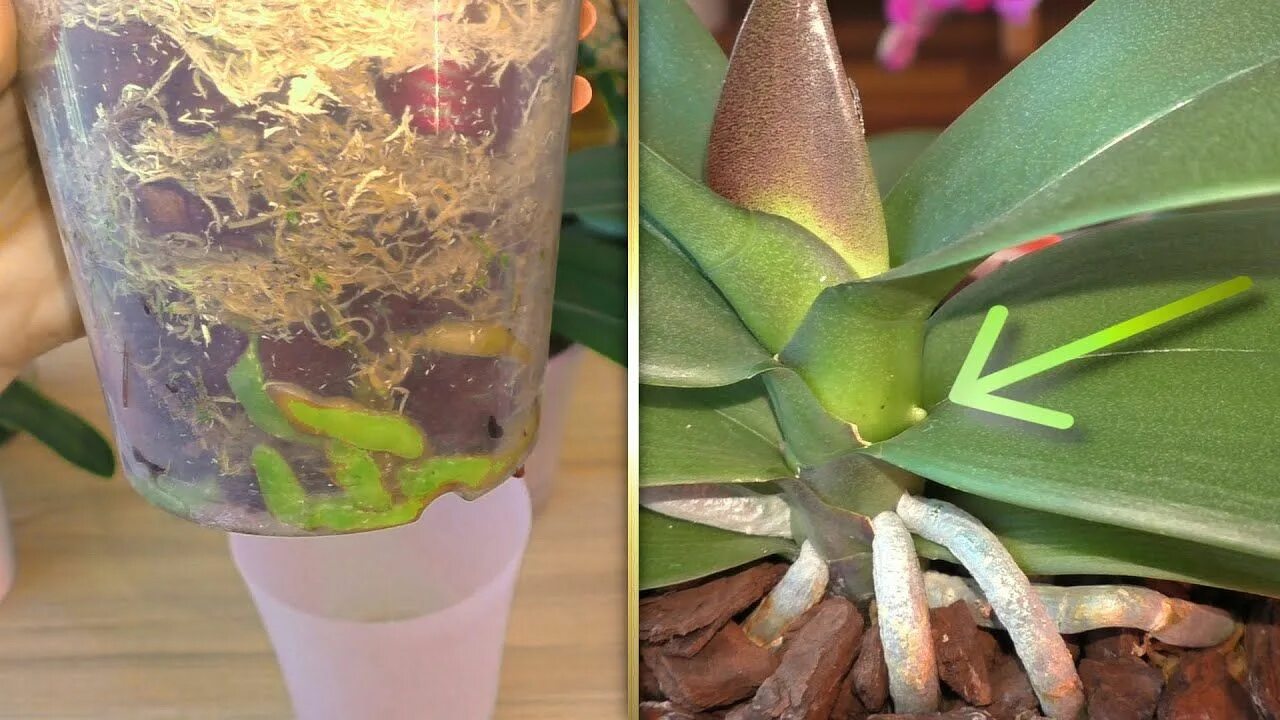 Омолаживание орхидеи фаленопсис. Орхидея фаленопсис корни.