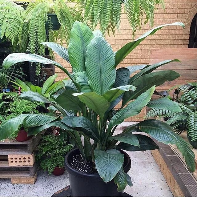 Спатифиллум свит лауретта. Спатифиллум сенсация литл. Спатифиллум сенсация литл. Спатифиллум сенсация литл. Спатифиллум сенсация литл.