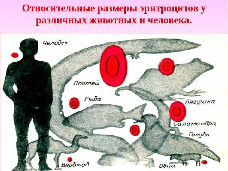 Эритроциты позвоночных животных. Размеры эритроцитов животных и человека. размер эритроцитов животных. размеры эритроцитов разных животных.
