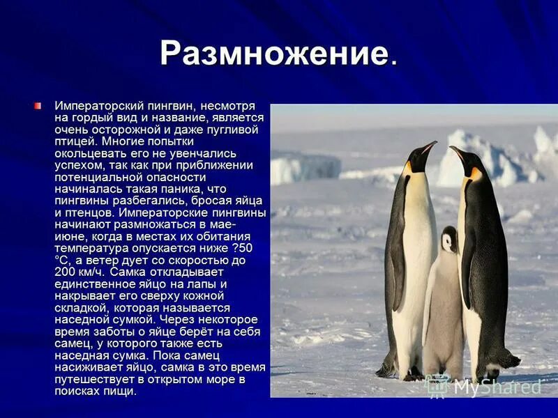Пингвин для детей. Сведения о пингвинах. Презентация про пингвинов. Лепка пингвина цель. Презентация про пингвинов.