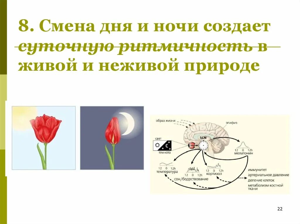 Ритмичность в живой и неживой природе. Ритм в природе примеры. Суточные ритмы в живой природе. Ритмичность природы в живой природе. Ритмы живой природы