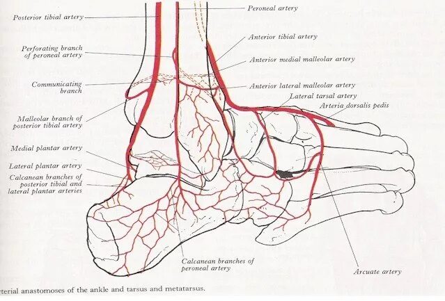 Иннервация голеностопного сустава. Кровоснабжение голеностопного сустава схема. Сосуды голеностопного сустава анатомия. Голеностопный сустав кровоснабжение и иннервация. Основные артерии стопы