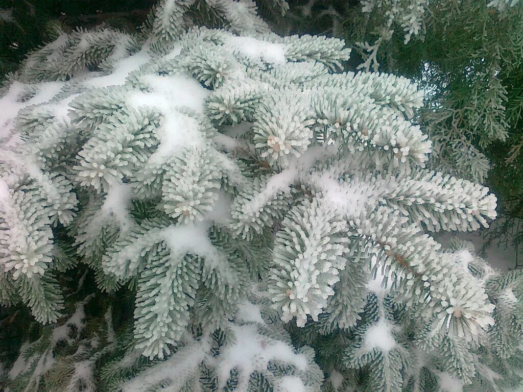 Фонограмма зимы