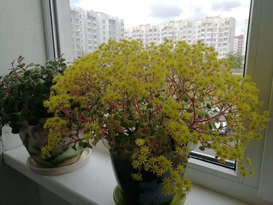 Аихризон приметы. Аихризон дерево. аихризон бонсай. дерево счастья аихризон. аихризон мелколистный.