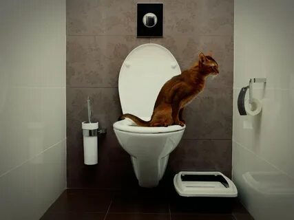 Кошачий унитаз
