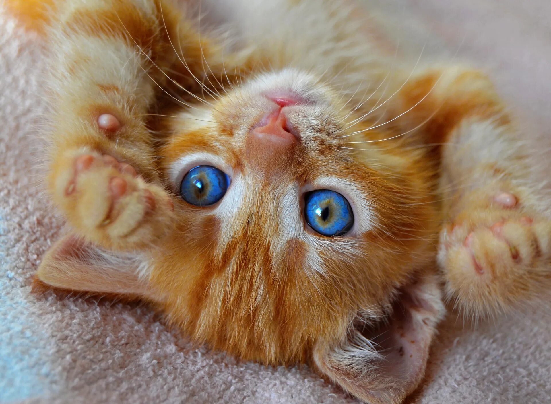 Рыжик язык. Рыжий котик с голубыми глазами. Рыжий котёнок. Рыженький котенок. Рыжий котенок с голубыми глазами.