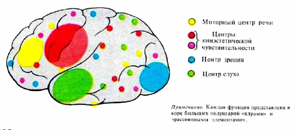 Процесс торможения в коре головного мозга