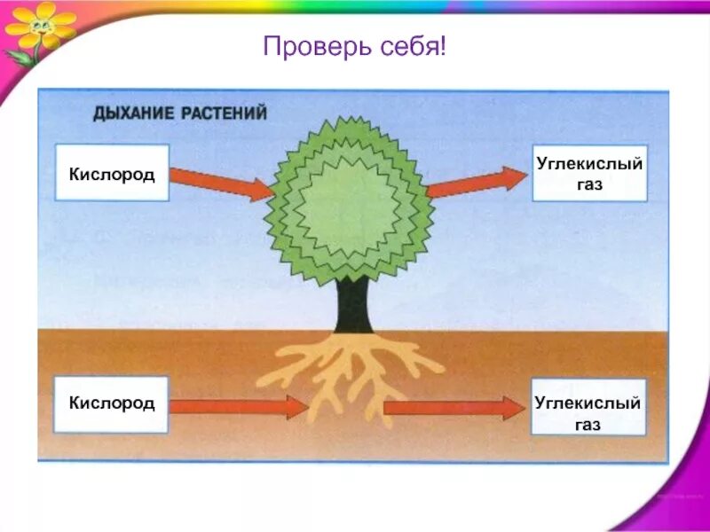 Схема дыхания и питания растений. Солнце растения и мы с вами 3. солнце растения и мы с вами 3 кл. проект солнце растения и мы с вами. схема питания и дыхания растений.