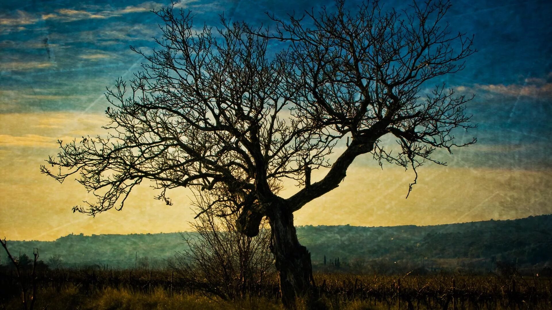 Wild tree