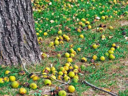 Bore fruit