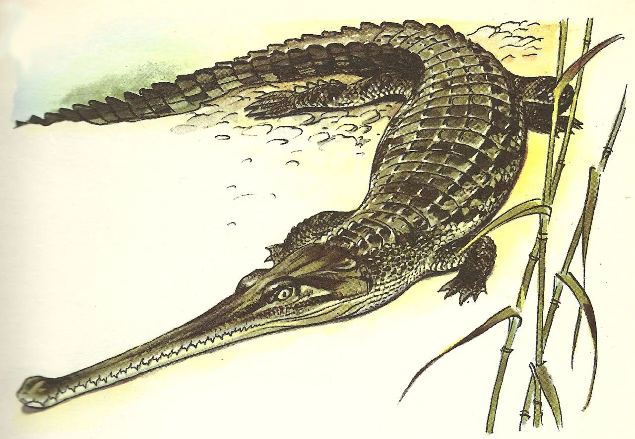 Крокодил про животных. Гавиал крокодил. Гангский гавиал. Гангский гавиал крокодилы. Gharial крокодил.