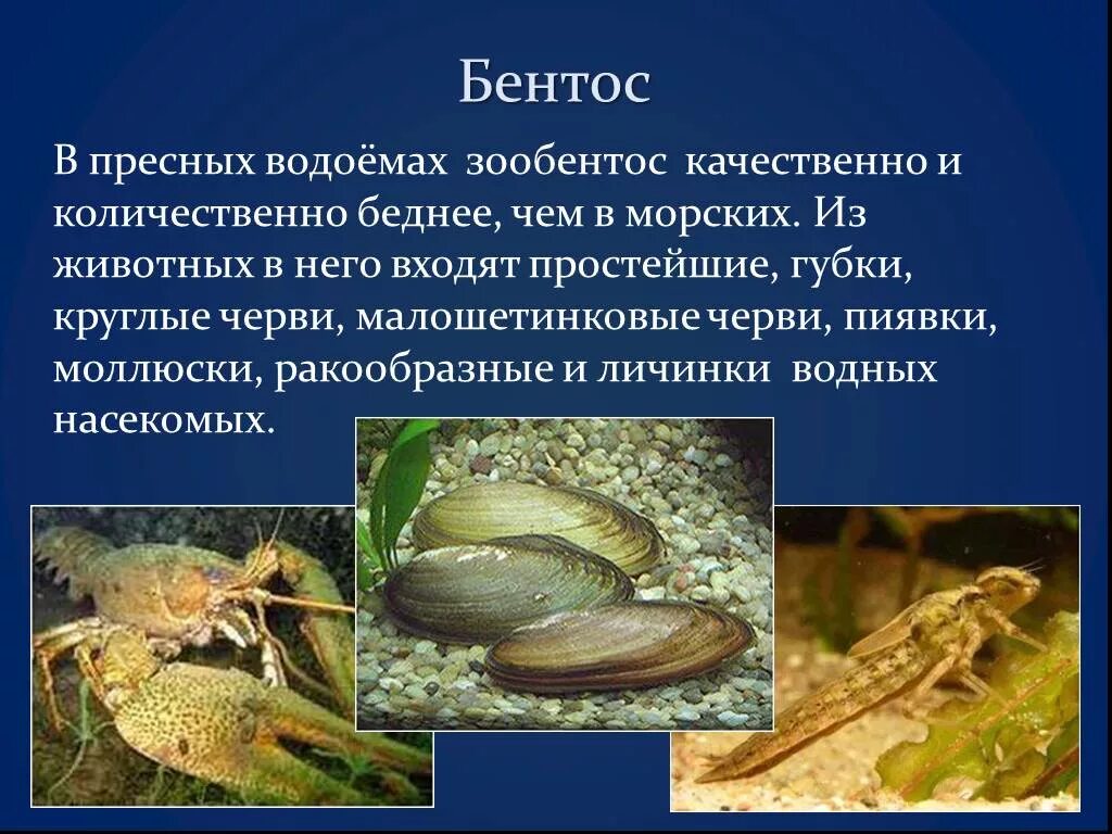 Какие животные пресных водоемов