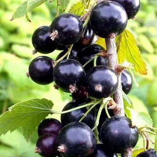 В какую цену смородина