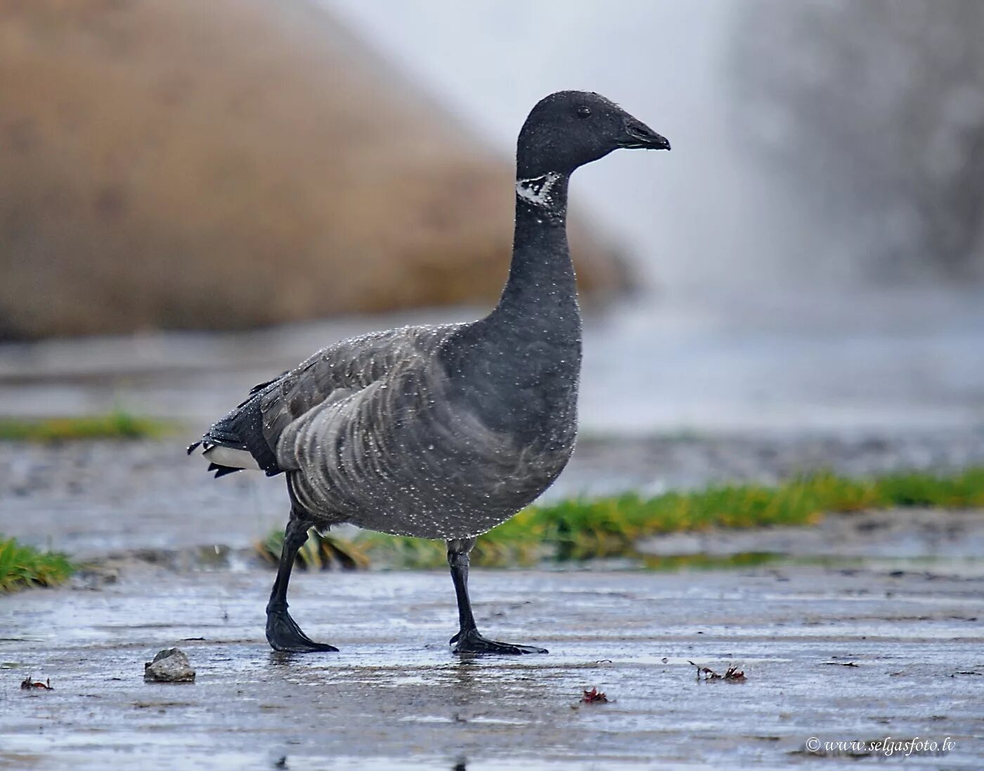 гусь негр. черный гусь. черные гуси лебеди. чёрный лебедь. черные гуси порода.