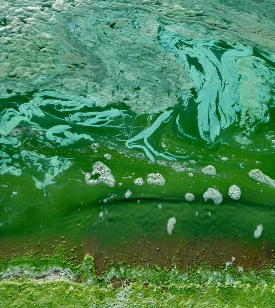 Водоросли цветут. Синезеленые водоросли Волга. Волга цветет Ульяновск. Цветение Волги Ульяновск. Цветение воды цианобактерии.