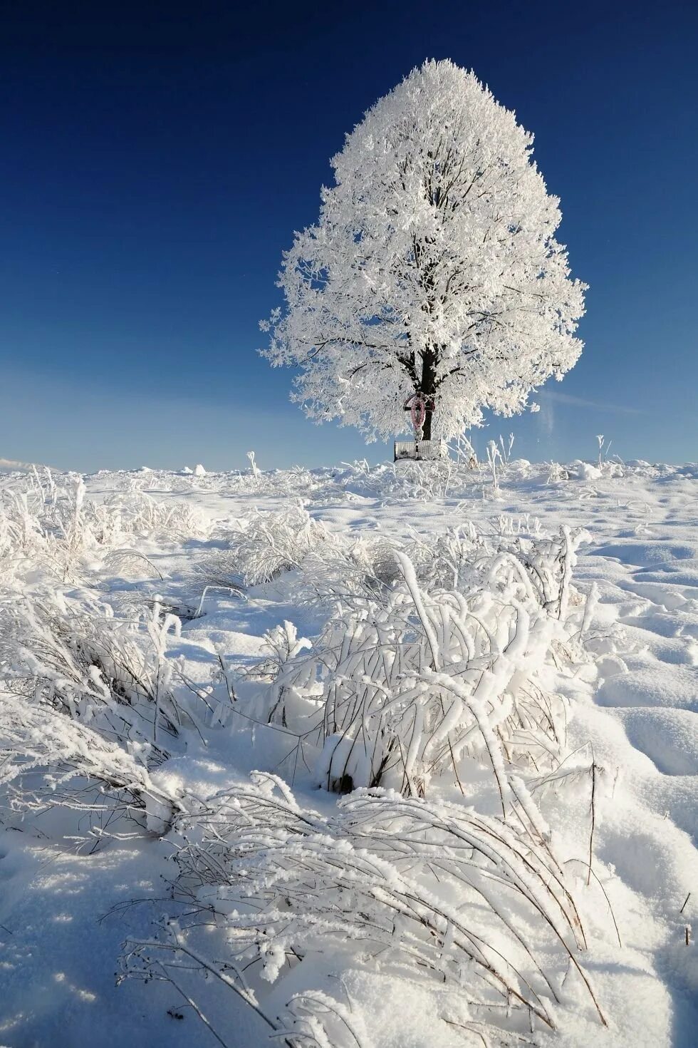 Т б снежная. Деревья в снегу. Снег и лед в природе. Зимнее дерево. Заснеженные деревья.