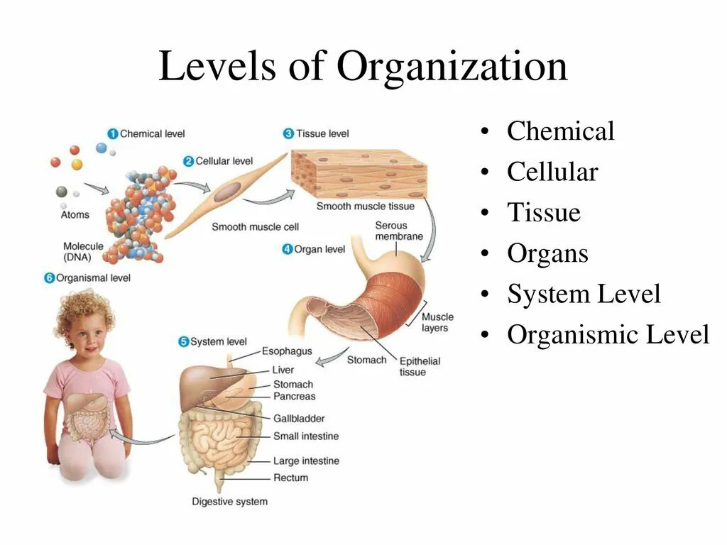 Human level. Levels of Life Organization. Levels of Organization of Living things. Levels of Organization Cell to Tissues. Organism Level of Organization.