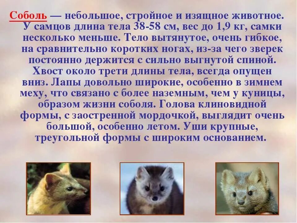 Соболь доклад 4 класс. Горностай картинка с описанием. Описание зверьков. Ласка зверек описание. Соболь описание животного.