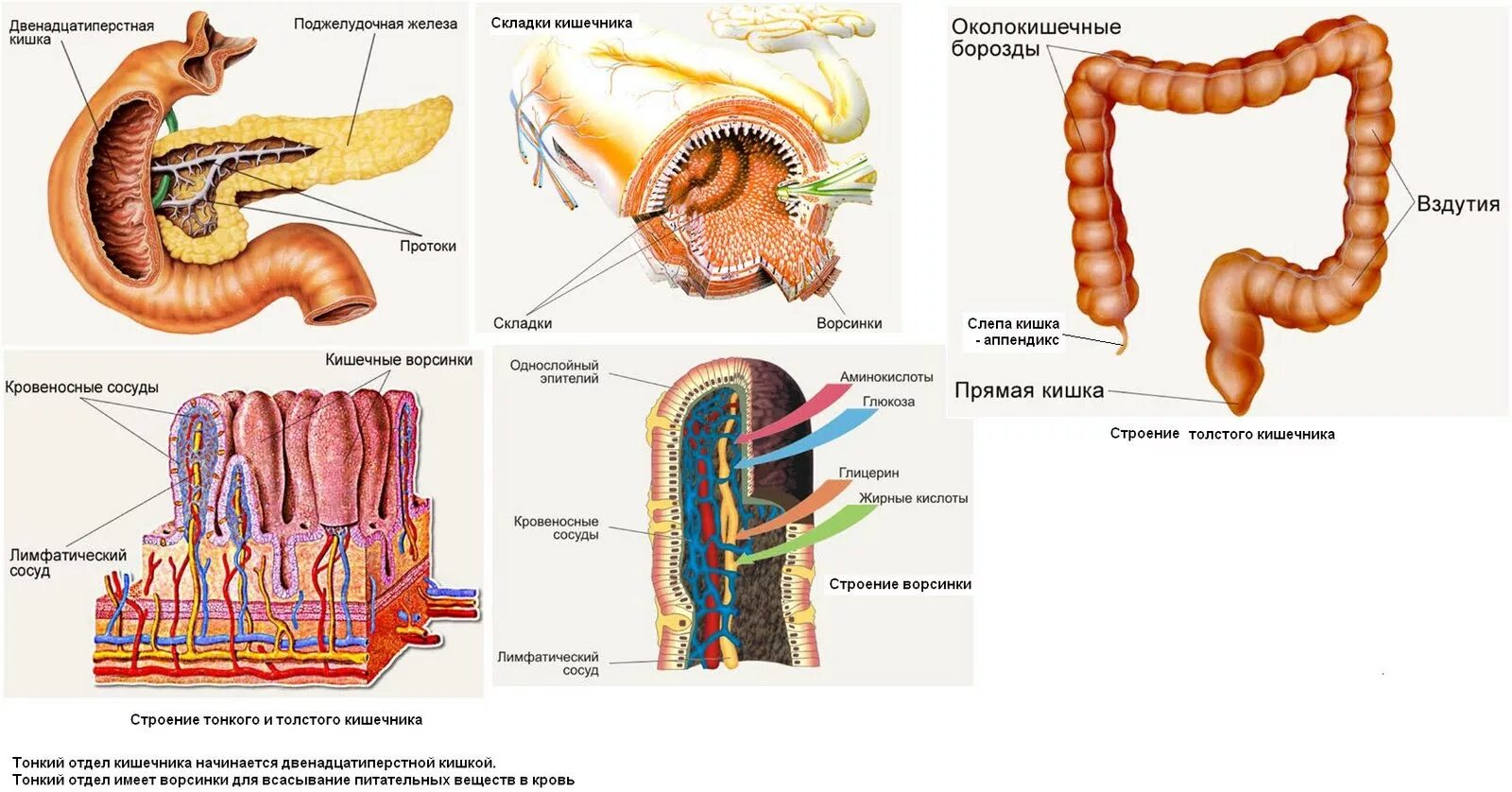 Двенадцатиперстная кишка процесс пищеварения. Анатомия тонкого кишечника человека схема. 12 Перстная кишка тонкий кишечник толстый кишечник. 12 Перстная кишка анатомия человека. Двенадцатиперстная кишка и тонкий кишечник строение.