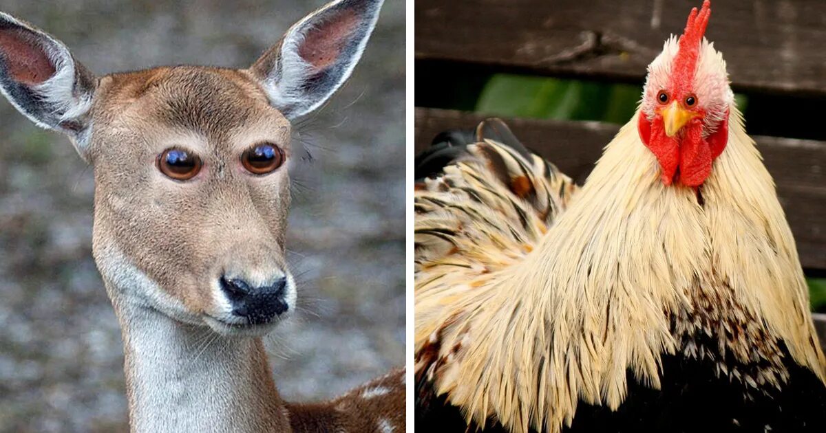 Animals you look like. Глаз спереди. Животные глаза. Животные у которых глаза спереди. Птица с бровями.