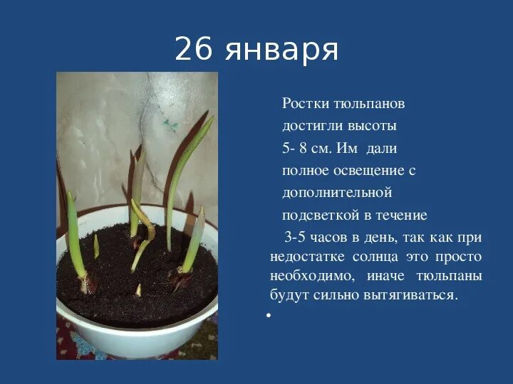 Тюльпан освещенность. Таблица выгонки тюльпанов. тюльпан условия произрастания. выгонка тюльпанов температурный режим. условия выращивания тюльпанов.