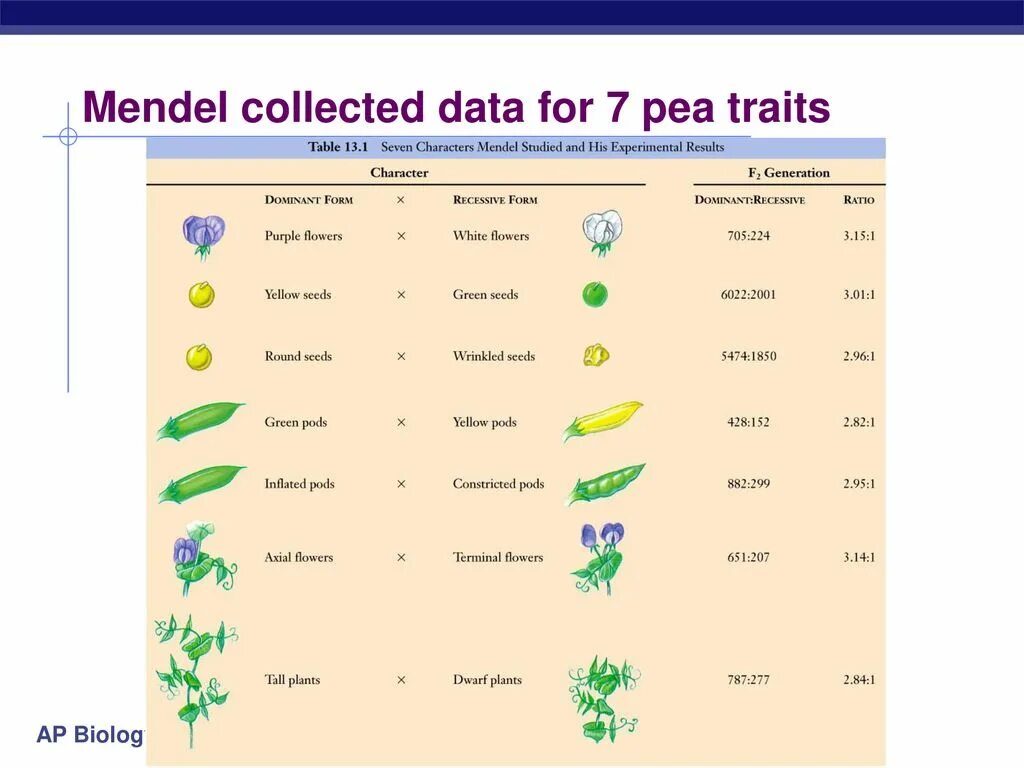 Мендель. Мендель генетика. Mendel`s Peas. Gregor-Mendel Experiments.