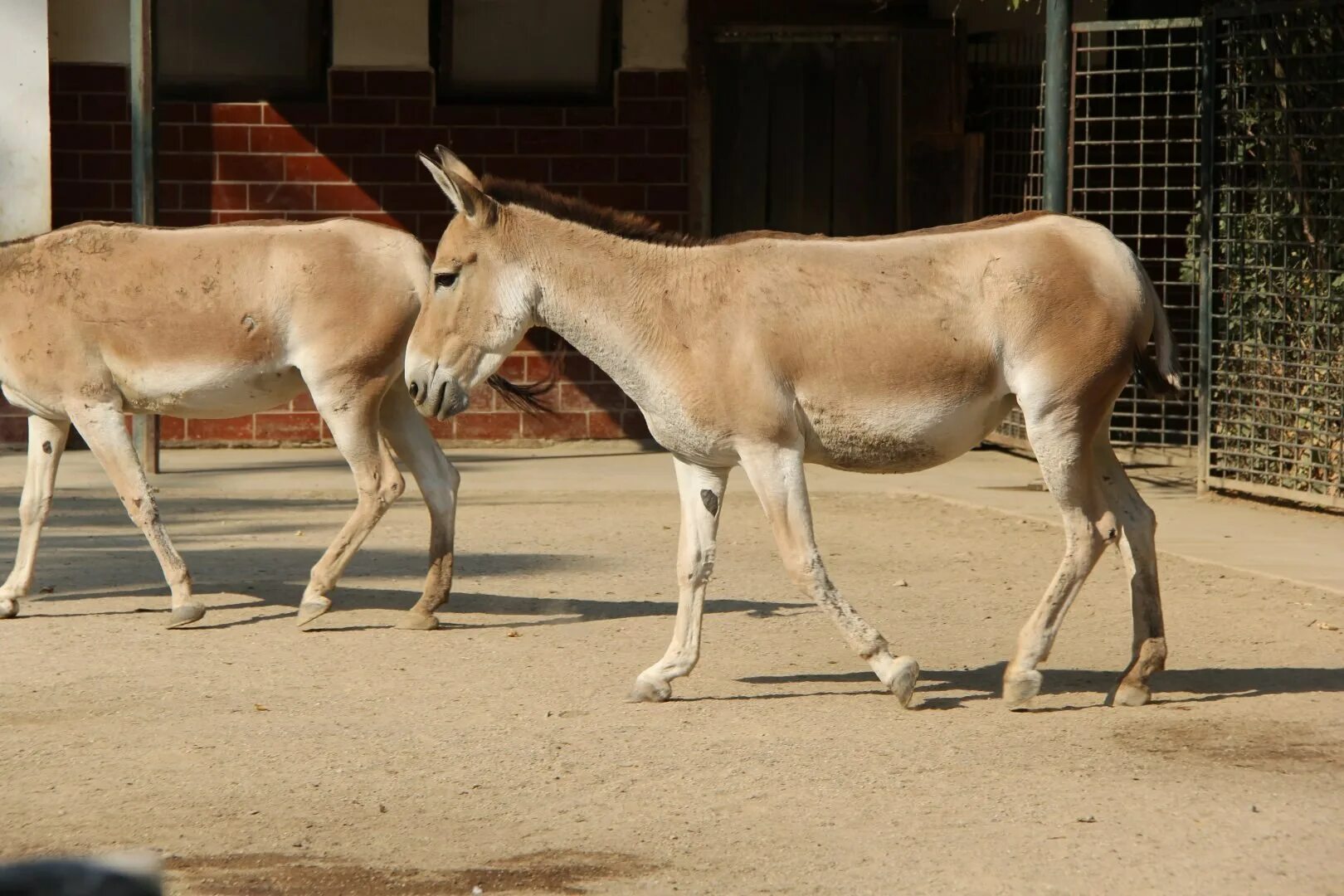 Дикий осел сканворд 5. Дикий осел Кулан. Кулан (Equus hemionus). Сирийский Кулан. Туркменский Кулан.