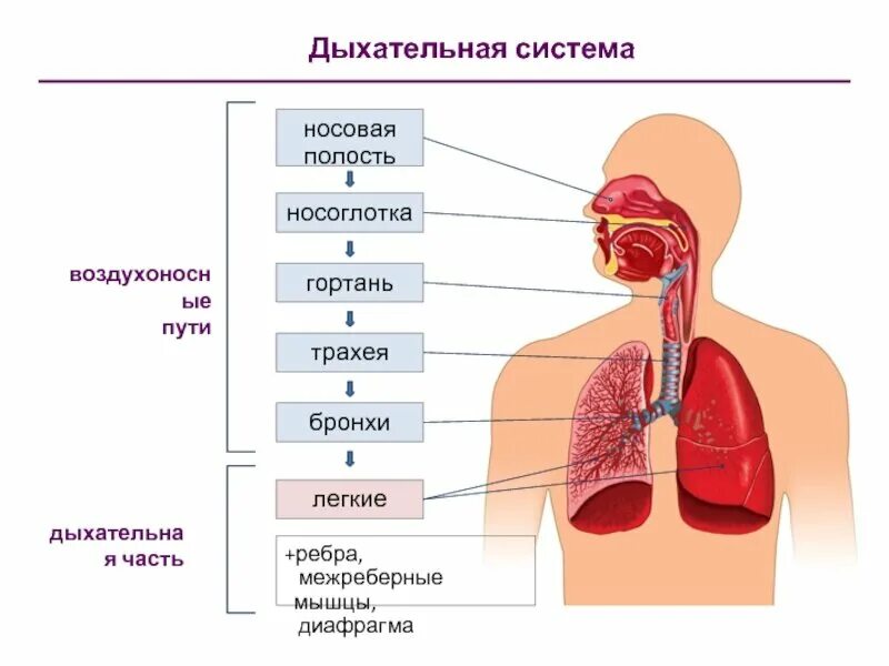 Последовательность этапов движения кислорода. Воздухоносные пути дыхательной системы. Правильная схема дыхательной системы человека. Органы дыхательной системы последовательно. Дыхательная система газообмен.