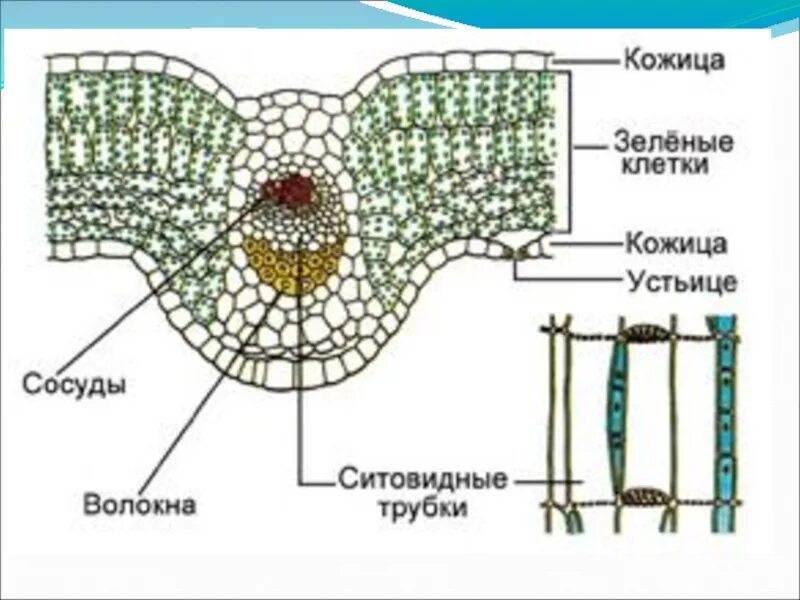 Какой тканью представлены жилки. Строение сосудисто волокнистого пучка. Сосудисто волокнистый пучок листа. Строение сосудисто волокнистого пучка листа. Строение жилки листа волокна сосуды и.