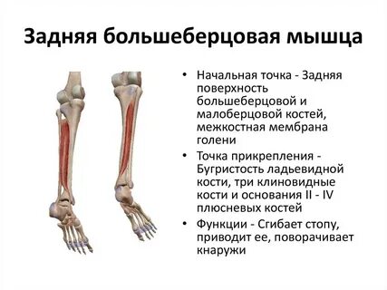 Задняя большая берцовая