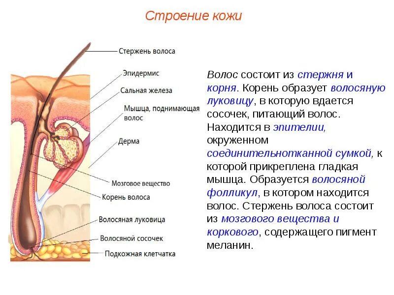Прочитайте текст сложное строение волосков меха. Строение волоса. строение волоса человека. строение волосяного фолликула. строение корня волоса.