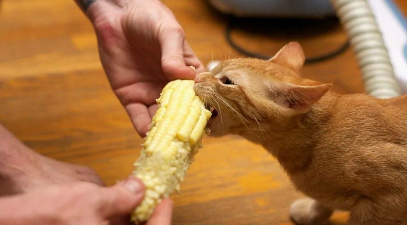 Можно ли кошкам. Необычная еда для кошек. Кот ест кукурузу. Кот с кукурузой. Коты едят.