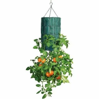 Plant down