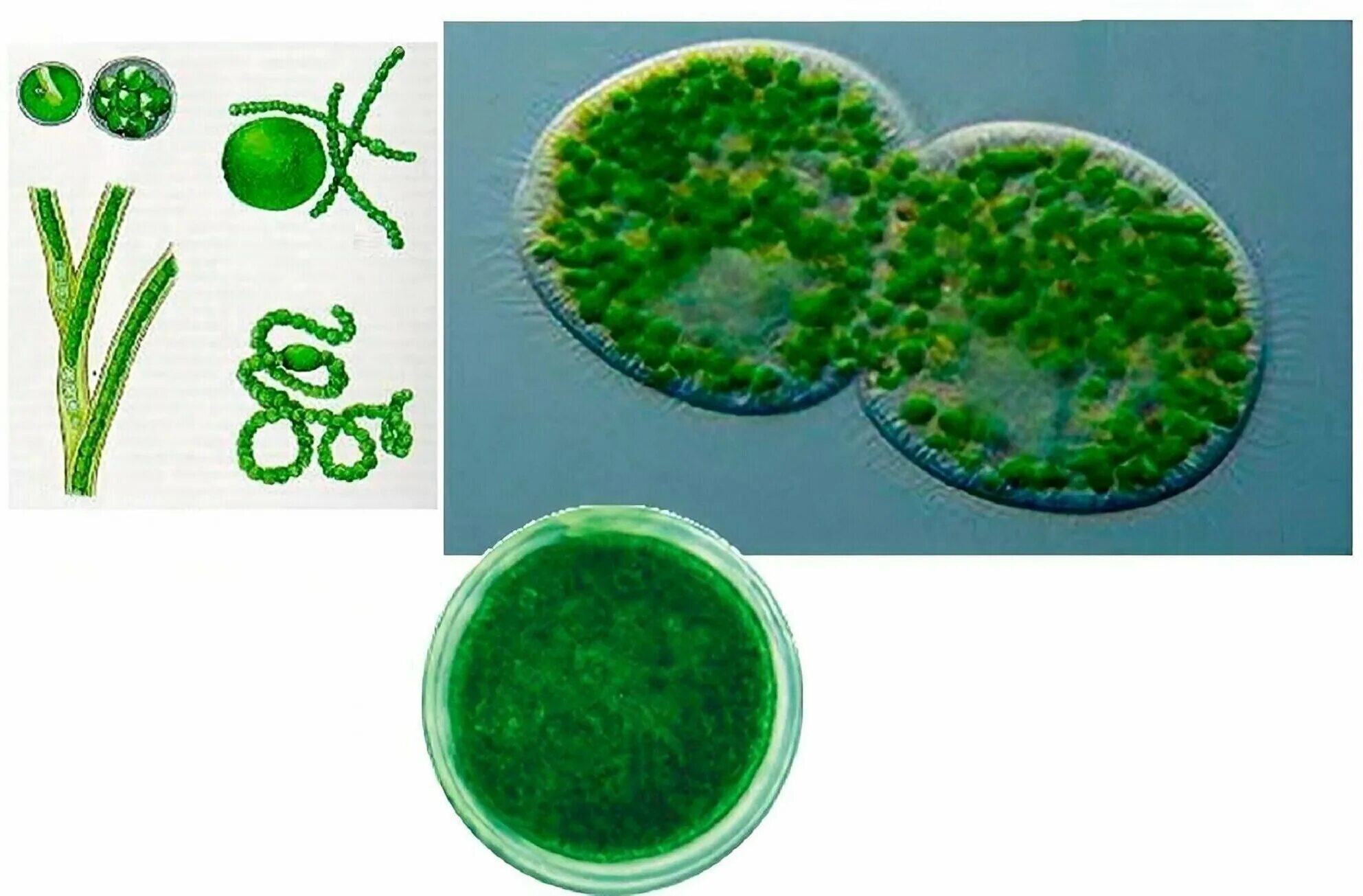 Водоросли эксперименты. Chlorella vulgaris споры. Микроводоросли хлорелла. Одноклеточная водоросль хлорелла. Микроводоросли хлорелла вульгарис.