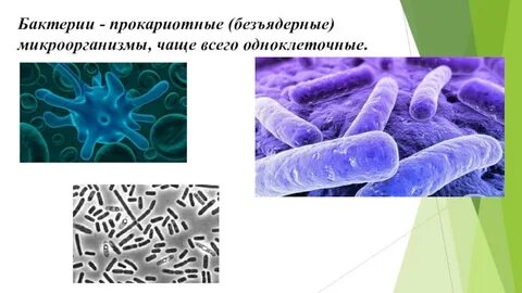 Бактерии относятся к безъядерным организмам или