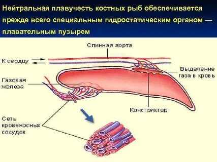 Костные рыбы плавательный пузырь