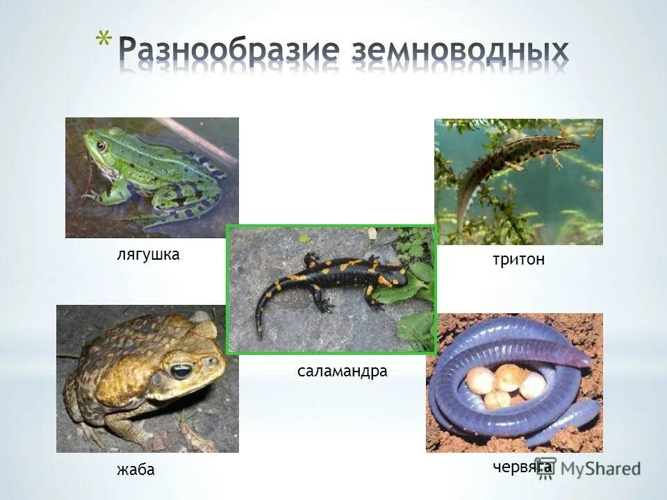 Амфибии красной книги. Многообразие земноводных лягушки жабыы тритон. Тритон отряд земноводных. Животные амфибии список. Земноводные амфибии тритон.