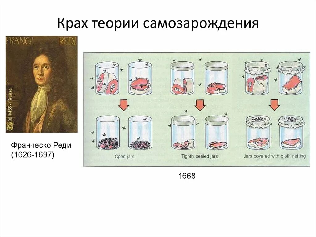 Франческо реди теория. Франческо реди теория самозарождения. Франческо реди теория самозарождения. Гипотеза реди франческо возникновения. Франческо реди теория.