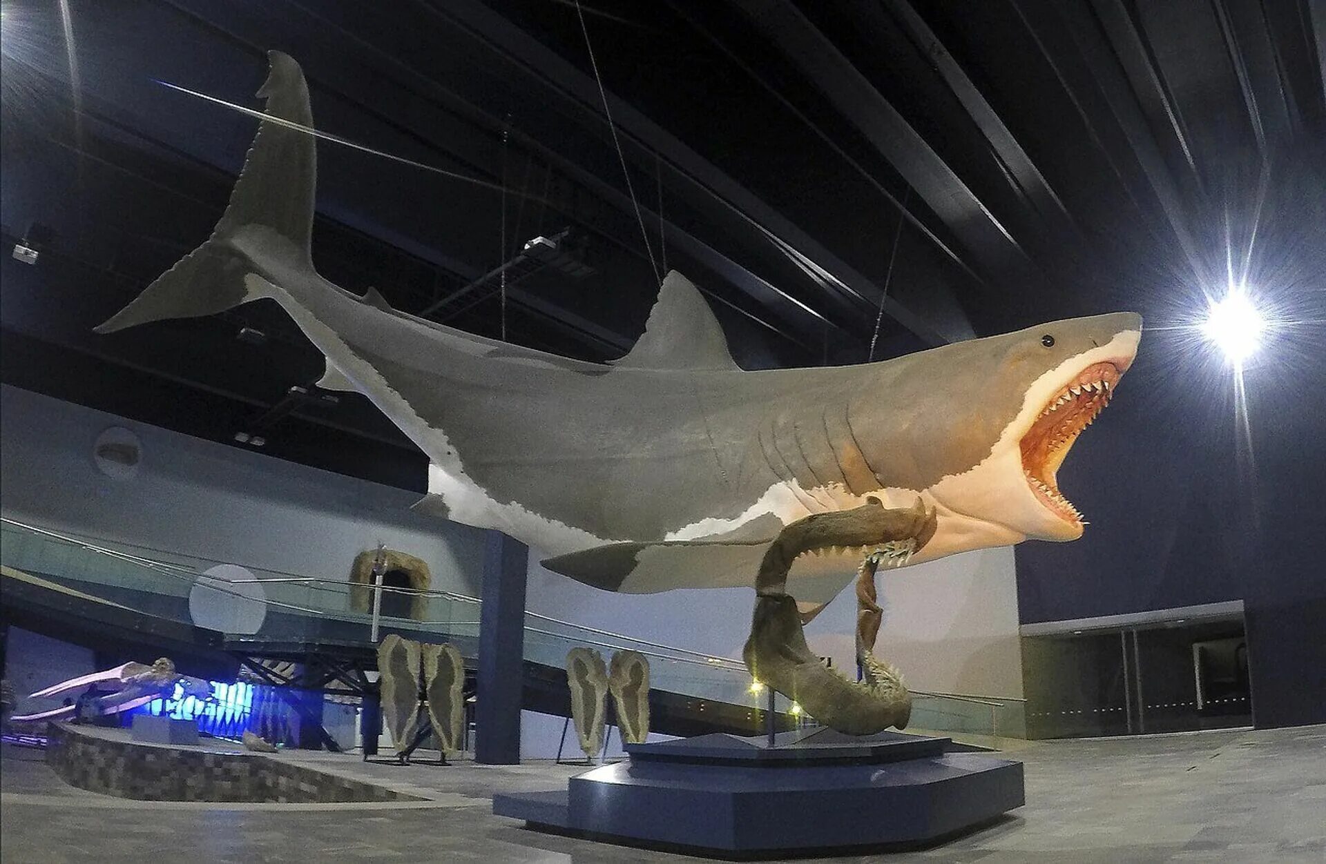 Какой длины акула. Акула МЕГАЛОДОН. Отодус МЕГАЛОДОН. Доисторическая акула МЕГАЛОДОН. МЕГАЛОДОН палеонтология.
