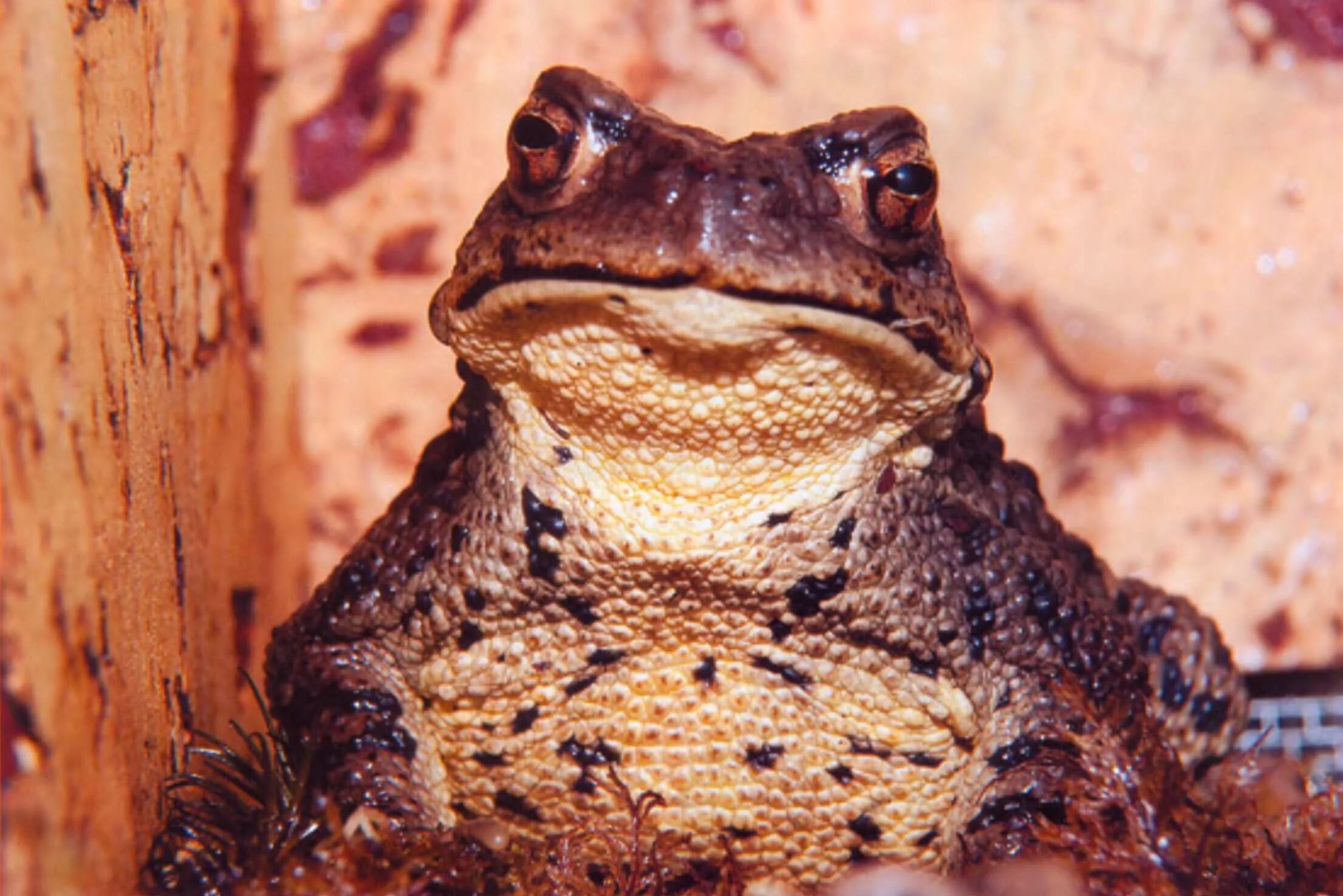 серая жаба bufo bufo. серая жаба bufo bufo. серая земляная жаба (bufo bufo). головастики дальневосточной лягушки. серая жаба bufo bufo.