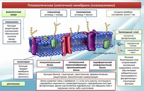 Роль мембраны клетки
