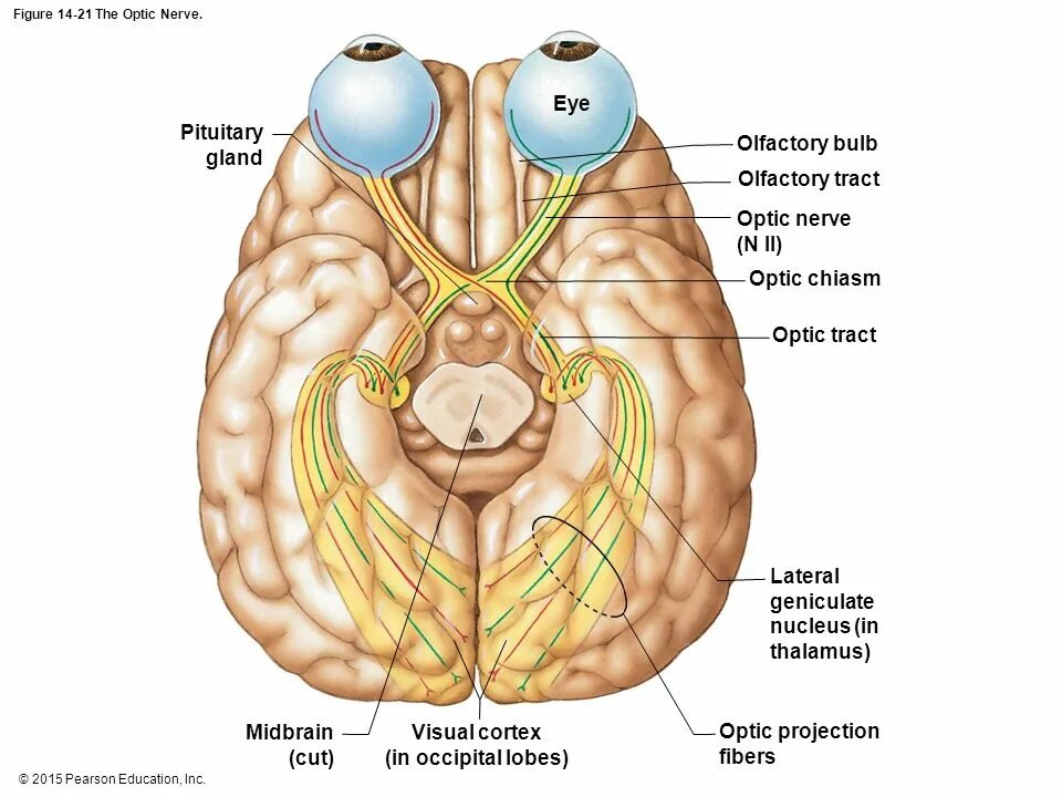 Промежуточный мозг зрительный нерв. Зрительный нерв (nervus Opticus). Зрительный нерв ,хиазма анатомия. Зрительный Перекрест анатомия. Два зрительных нерва