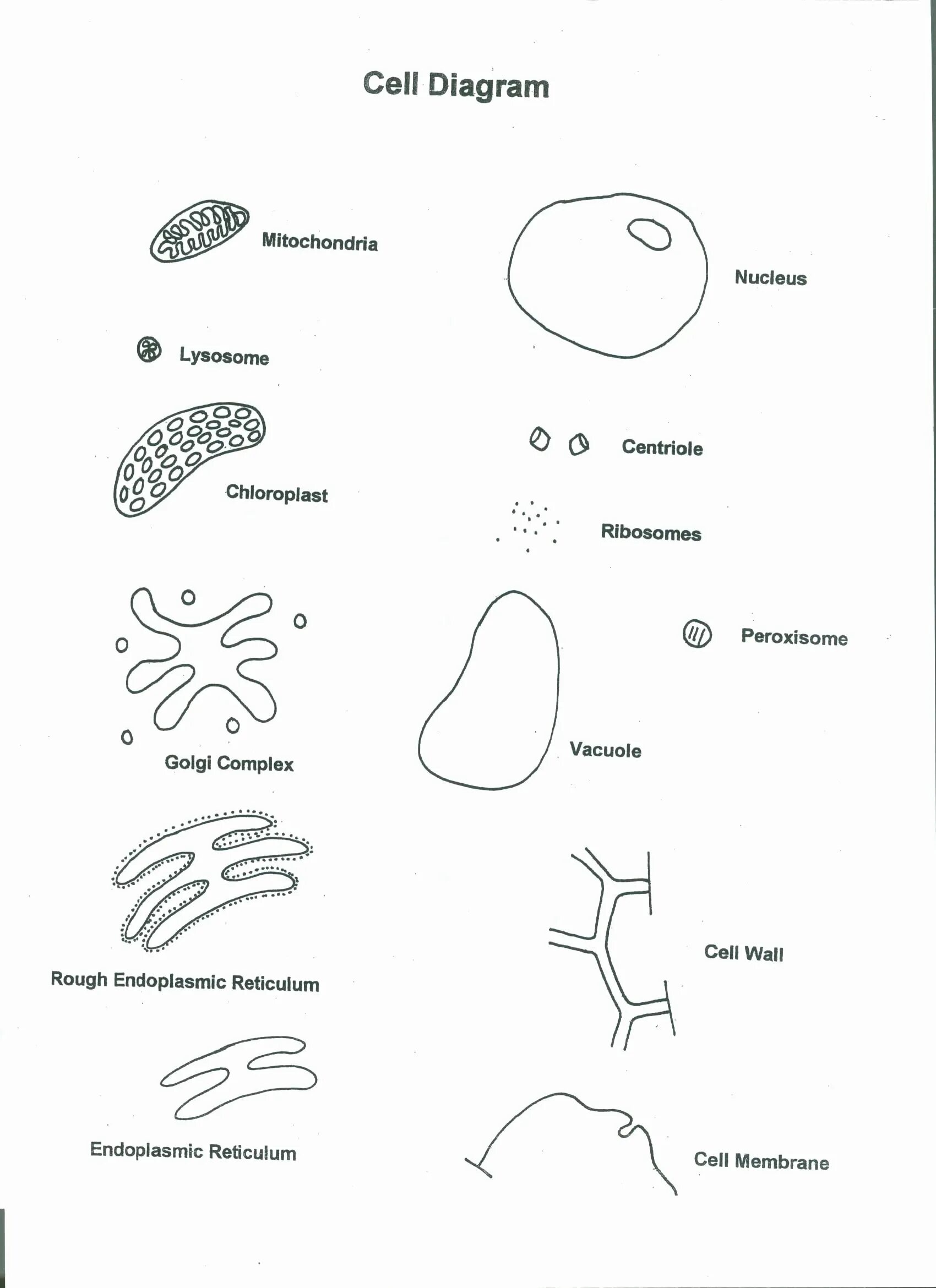 Sheets cells