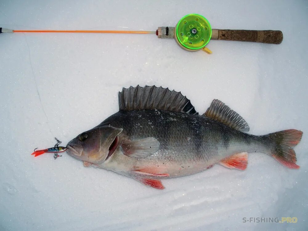 Крупный окунь на балансир. Зимние балансиры на окуня. Рыбалка в глухозимье. Окунь в глухозимье на балансир. Sprut" kanori dual #5 (10g/55mm/lgrrh).