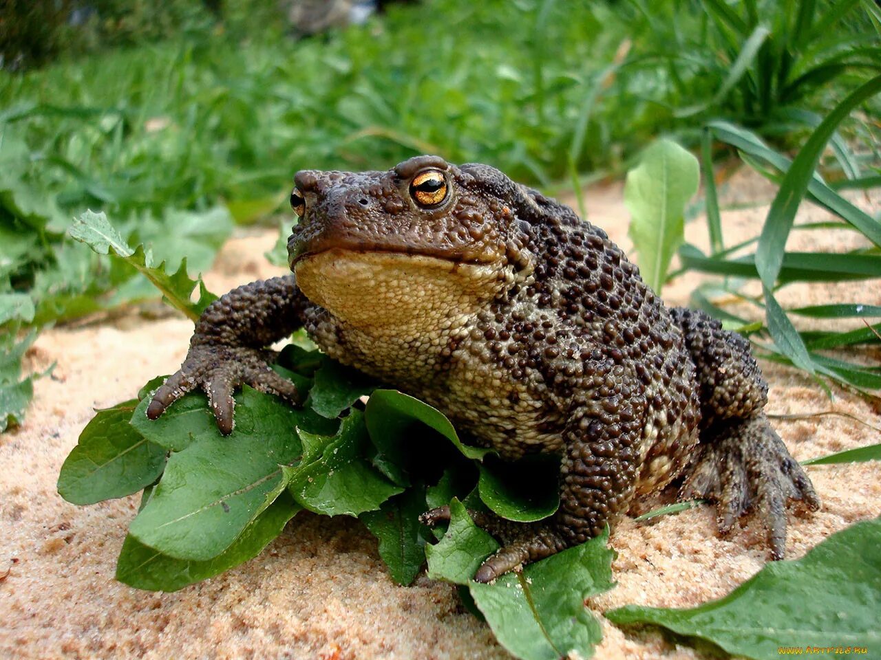 Жаба это ночное животное. Жаба Буфо Буфо. Серая жаба Bufo Bufo. Жаба Бломберга. Жаба пелентуйская.