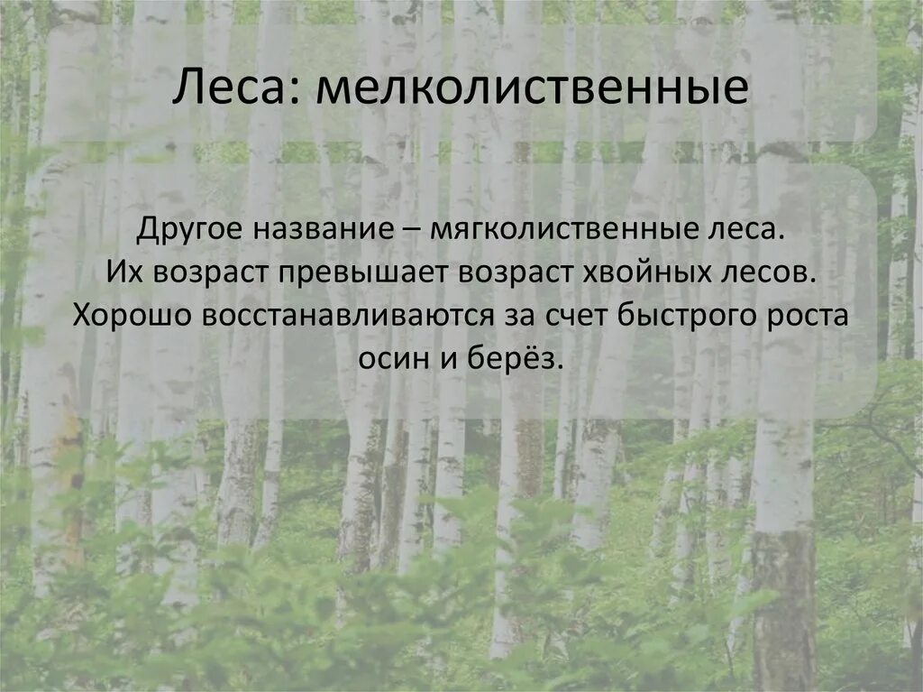 Too short tree. Полное имя лес. Кельтский лес. Сказочный лес. Название лесного сообщества.