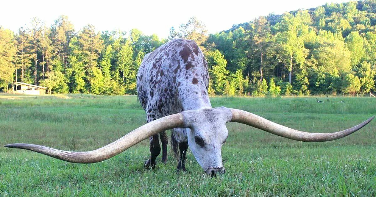 Рог 4 буквы. Техасский лонгхорн рекорд гинеса. Лонгхорн бык рекордсмен. Техасский лонгхорн самые длинные рога. Техасский длиннорогий бык.