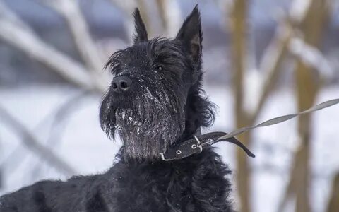 Тверская обл., ризеншнауцер Данька, 10 лет - Страница 8 - SCHNAUZER-HELP